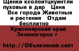 Щенки ксолоитцкуинтли пуховые в дар › Цена ­ 1 - Все города Животные и растения » Отдам бесплатно   . Красноярский край,Зеленогорск г.